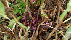 Aphyllon californicum