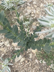 Euphorbia marginata