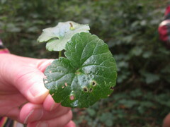 Rondaniola bursaria