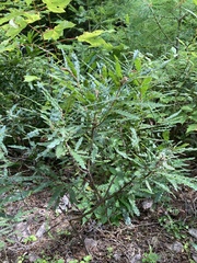 Comptonia peregrina