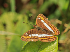Adelpha alala