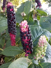Phytolacca acinosa