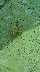 Isaloides putus