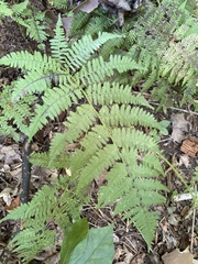 Athyrium
