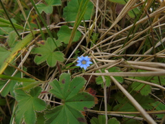 Gentiana quadrifaria