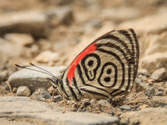 Diaethria clymena