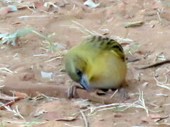 Ploceus cucullatus nigriceps