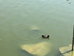 Gallinula chloropus