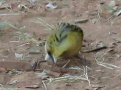 Ploceus cucullatus nigriceps