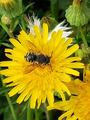 Anthidium oblongatum