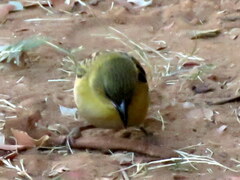 Ploceus cucullatus nigriceps