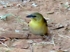Ploceus cucullatus nigriceps