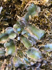 Lunularia cruciata