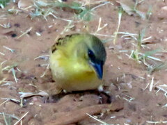 Ploceus cucullatus nigriceps