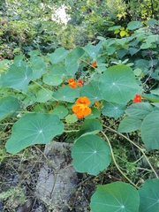 Tropaeolum majus