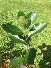Aronia melanocarpa