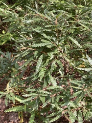 Comptonia peregrina