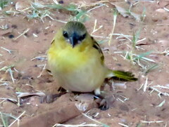 Ploceus cucullatus nigriceps