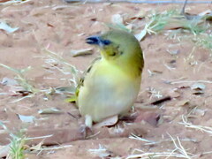 Ploceus cucullatus nigriceps