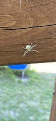Misumena vatia