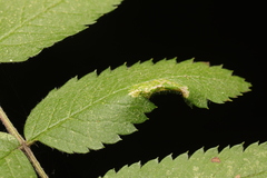 Phyllonorycter sorbi