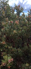 Arctostaphylos pringlei