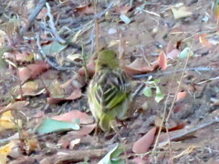 Ploceus cucullatus nigriceps