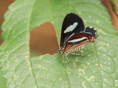 Erateina siliquata