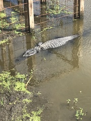 Alligator mississippiensis