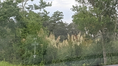 Cortaderia selloana