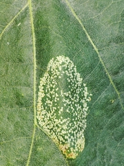Phyllonorycter roboris