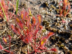 Drosera anglica
