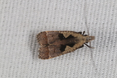 Dichomeris bilobella