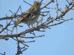 Passerculus sandwichensis