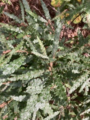 Comptonia peregrina