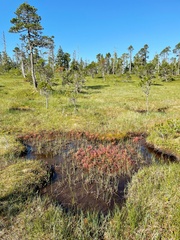 Drosera anglica