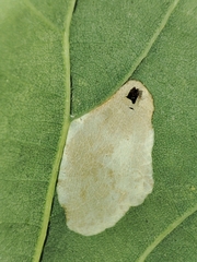 Phyllonorycter roboris