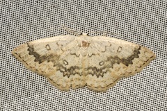 Cyclophora annularia