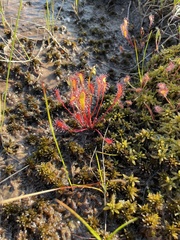 Drosera anglica