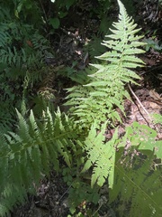 Athyrium