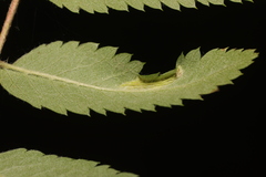 Phyllonorycter sorbi