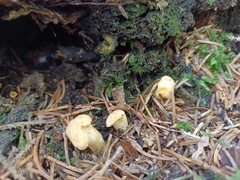 Cantharellus cibarius