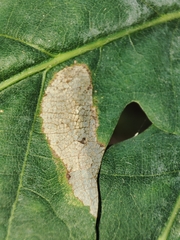 Phyllonorycter