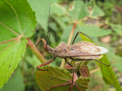 Harpactorini