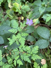 Geranium robertianum