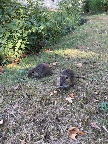 Myocastor coypus