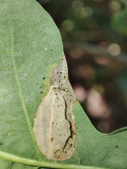 Phyllonorycter