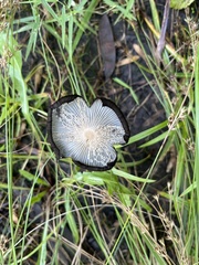 Coprinopsis lagopus