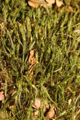 Polytrichum formosum