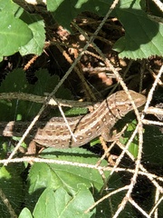Lacerta agilis